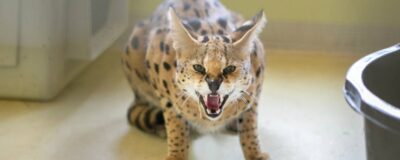 Serval Primo