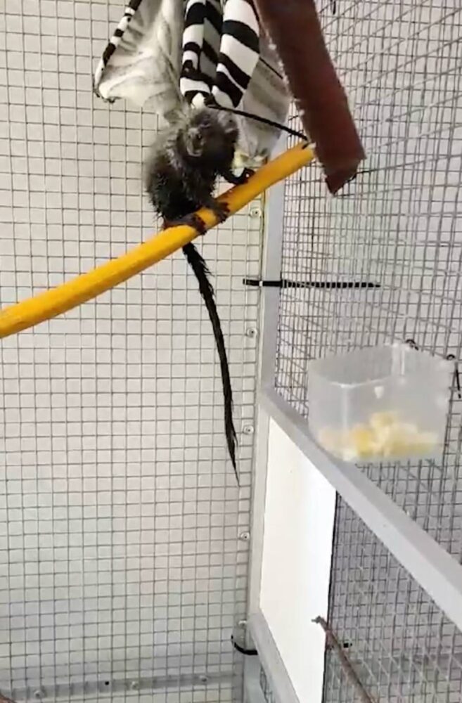 Witoorpenseelaapje Azul