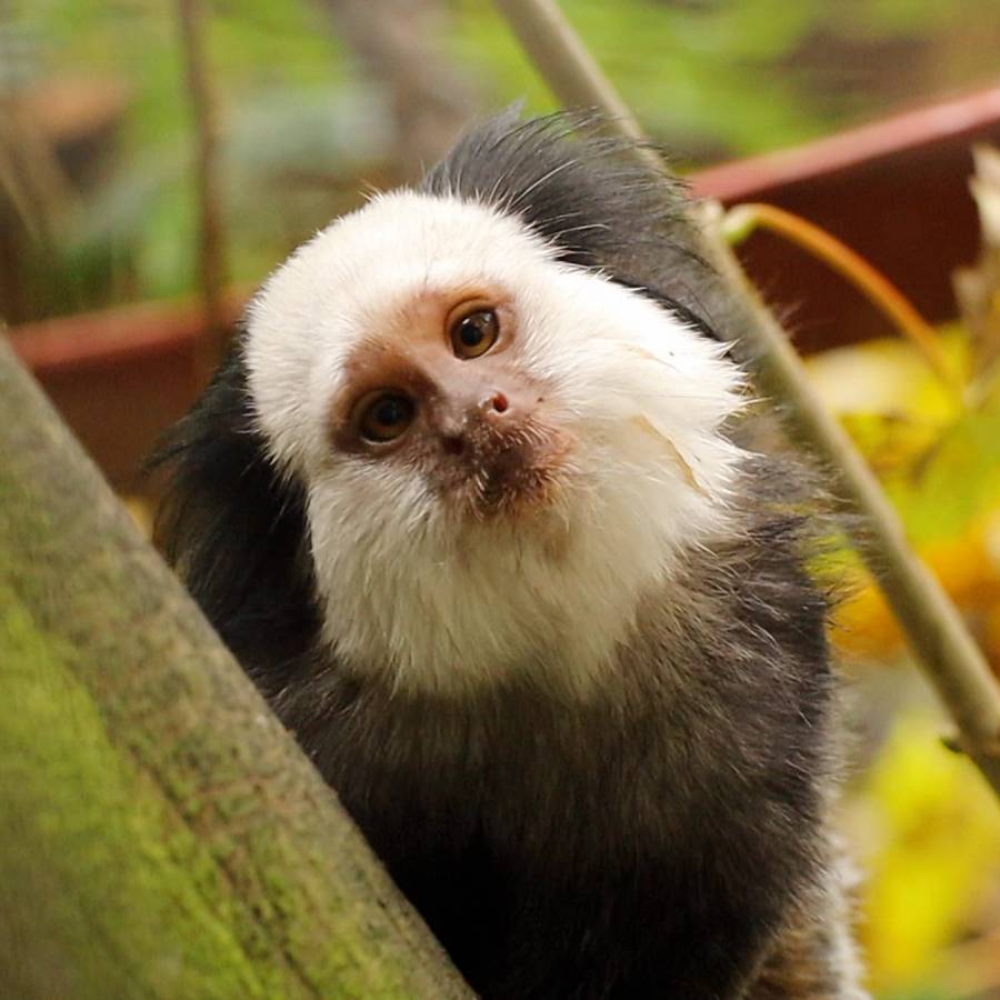 Witgezichtoeistiti Miche