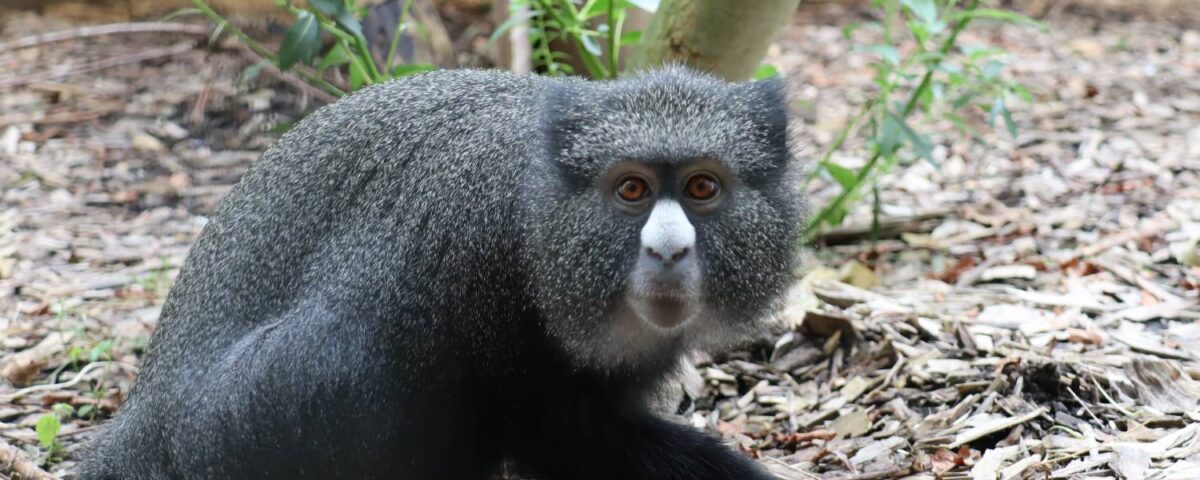 Grote witneusmeerkat Emare