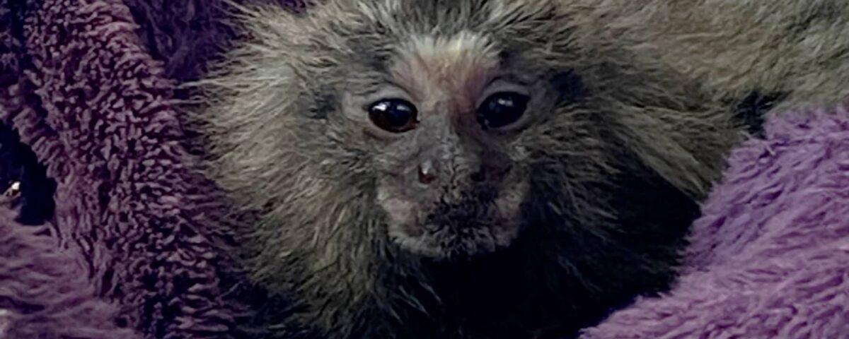 Witoorpenseelaapje Azul