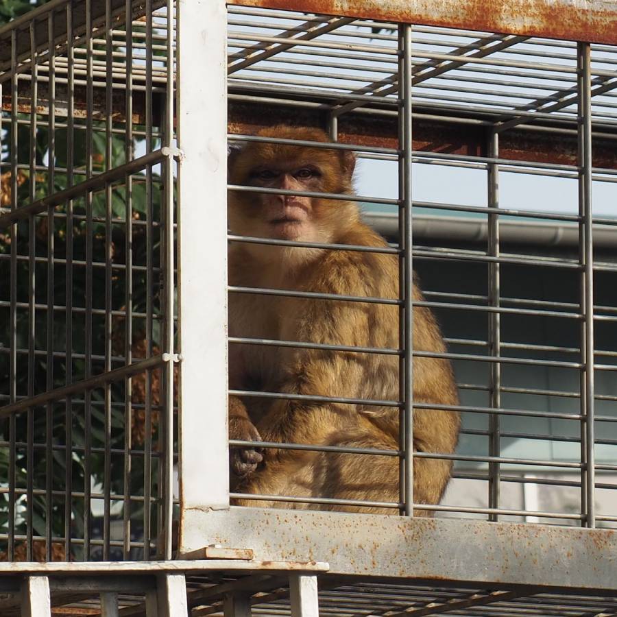 Berberaap Frau Hebbermehl