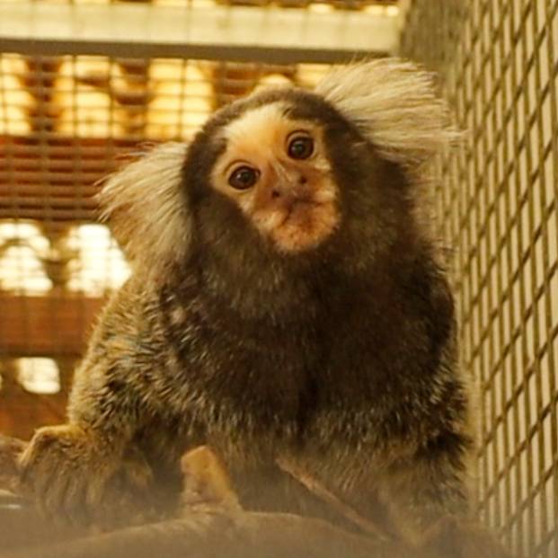 Witoorpenseelaapje Ari