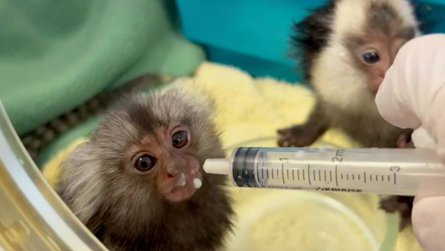 Witoorpenseelaapje Giuli