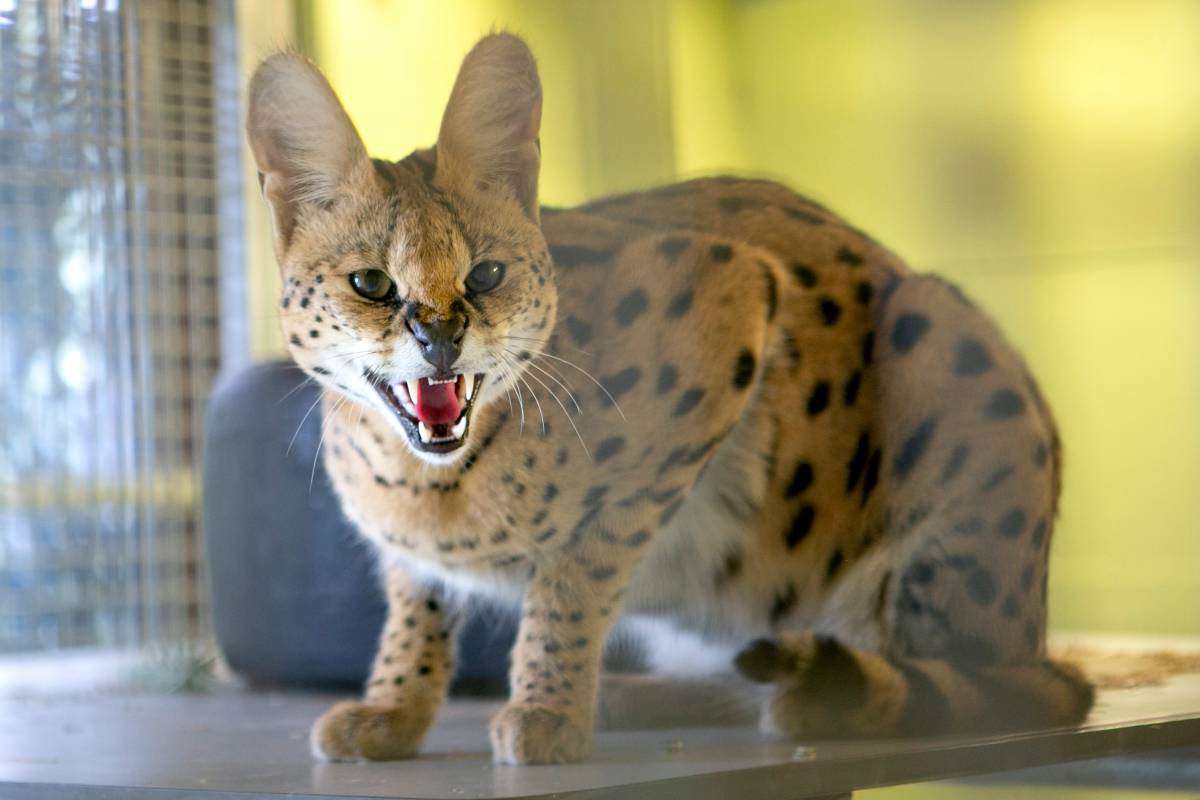 Serval Primo bij AAP
