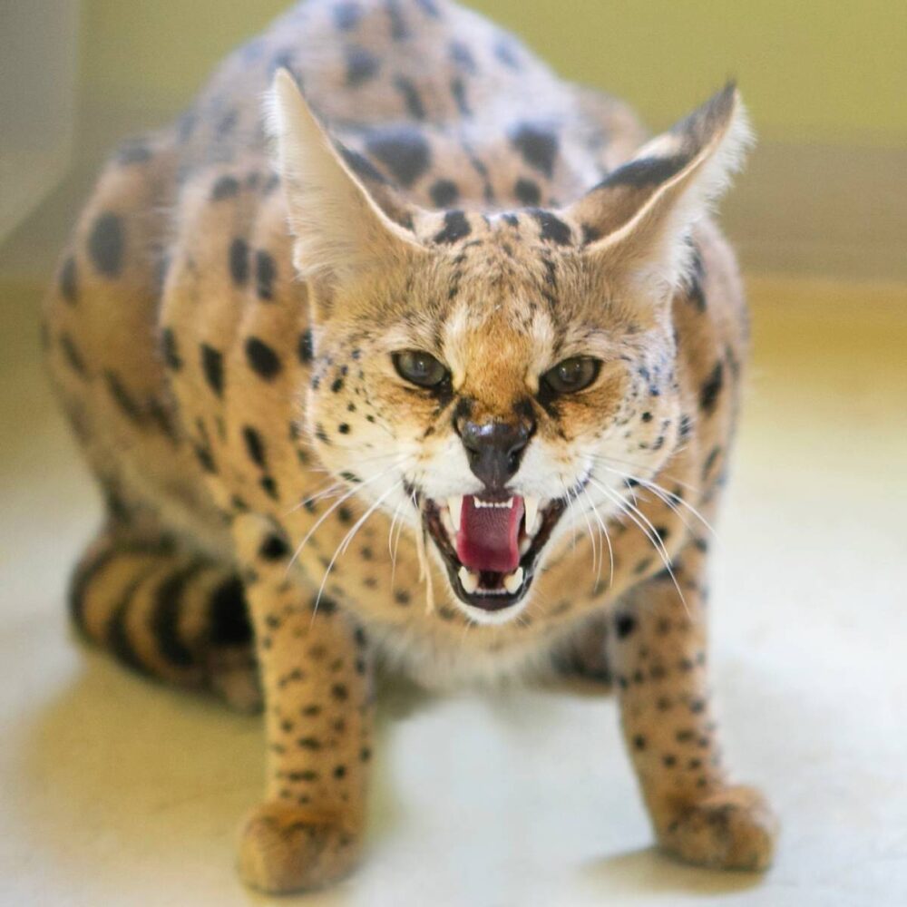 Serval