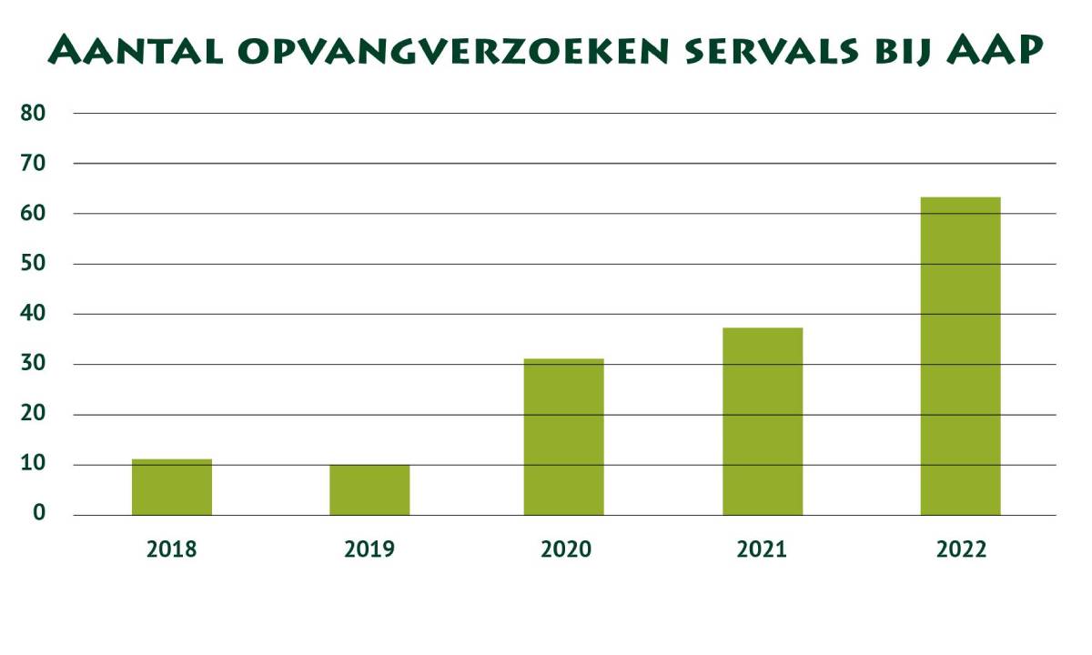 Servals bij AAP opvangverzoeken