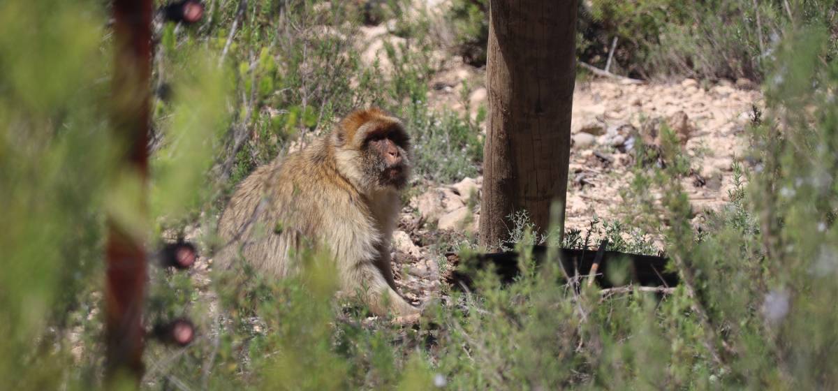Berberaap Dueña, in haar buitenverblijf bij AAP in Spanje.