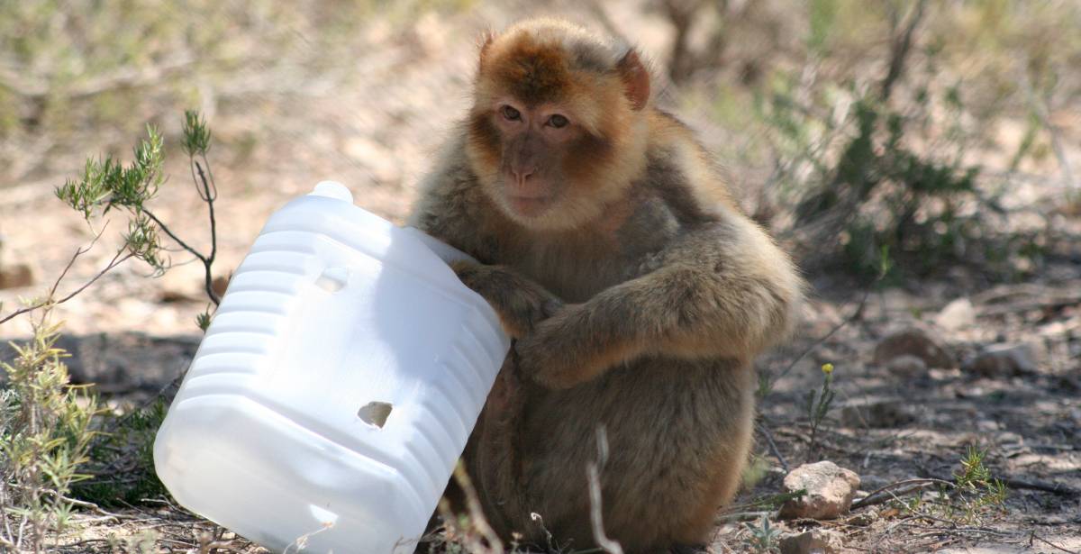 Berberaap met verrijking