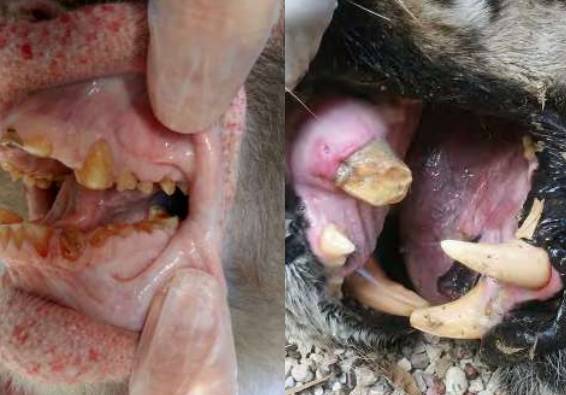 Gebitsproblemen dieren