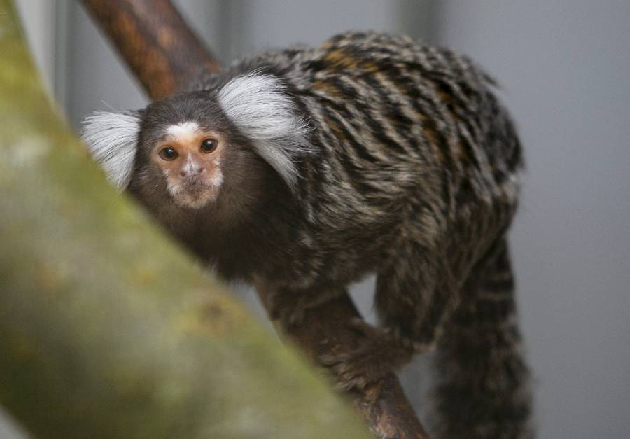 Witoorpenseelaapje AAP