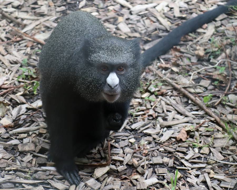 Grote witneusmeerkat Emare