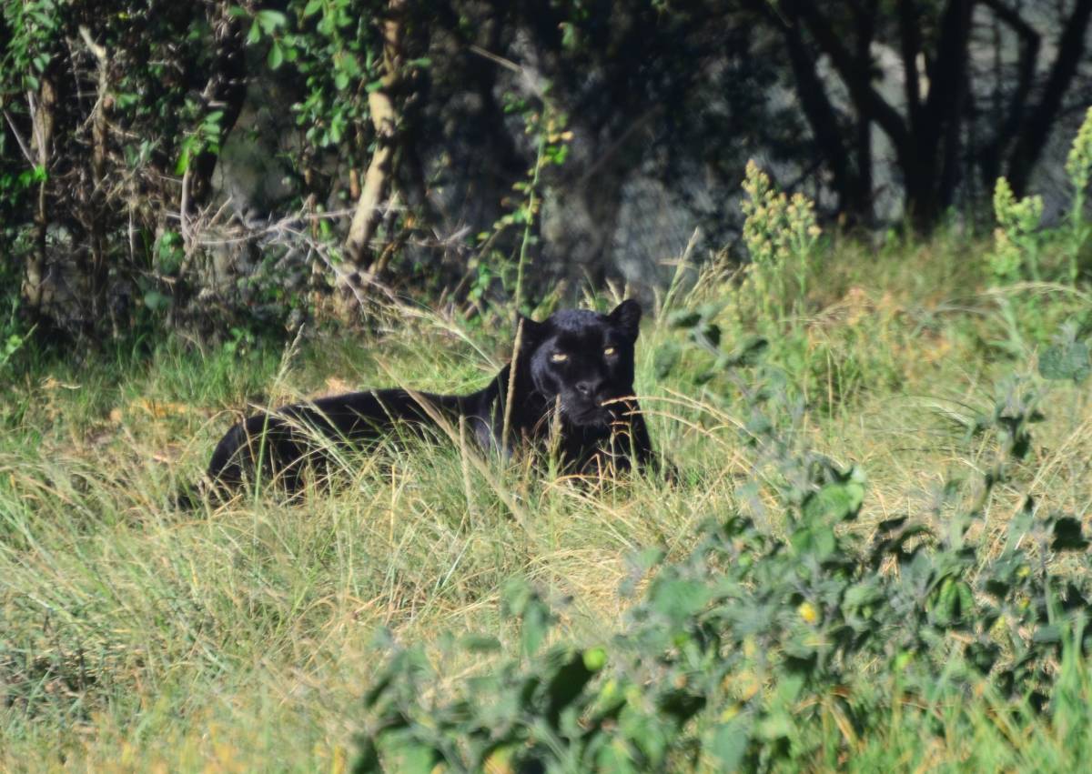Luipaard Bono bij Jukani
