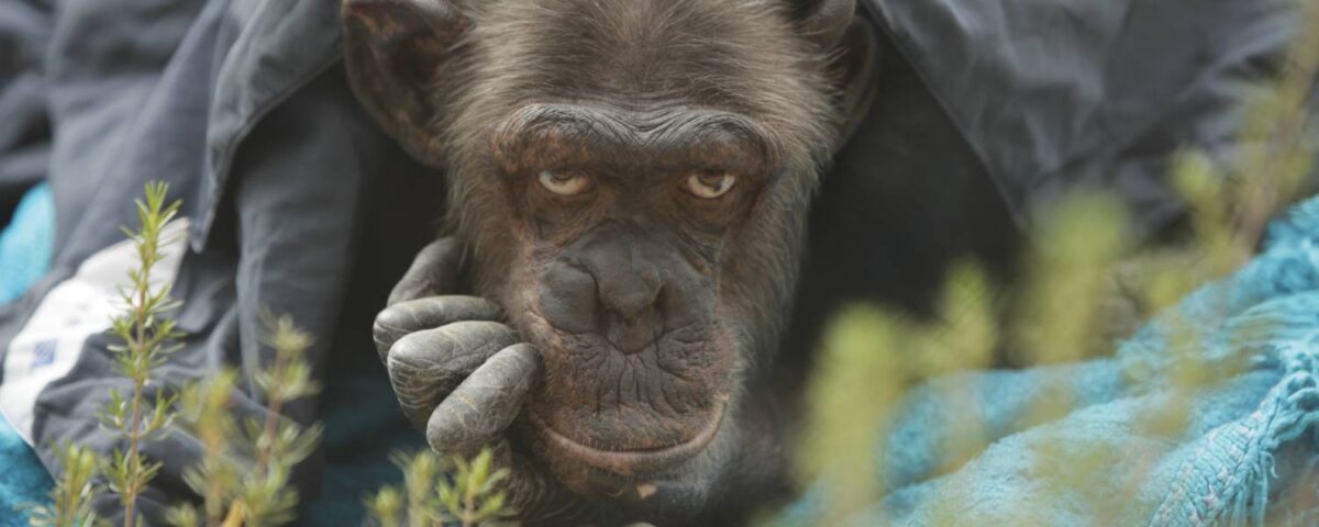 Chimpansee Peggy
