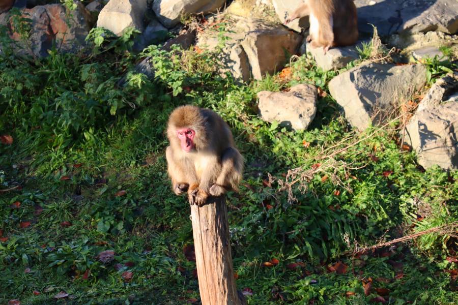 Japanse makaak op de Apeneilanden