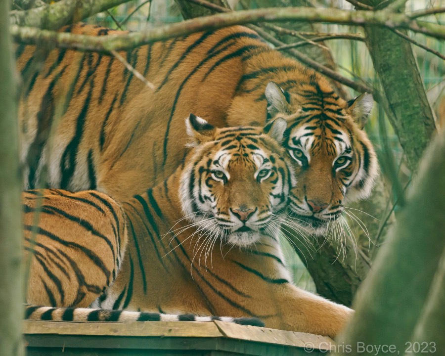 Tijgers Softi en Toph