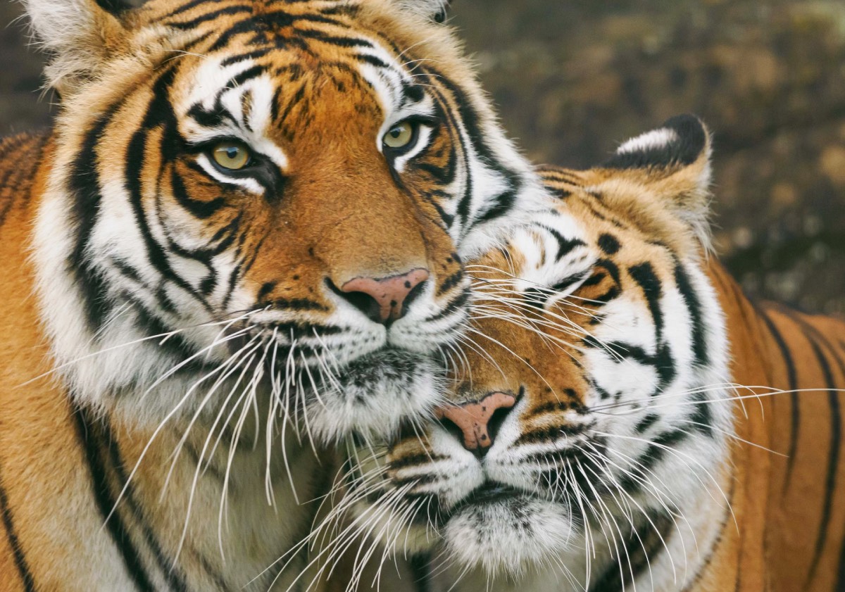 Tijgers Softi en Toph