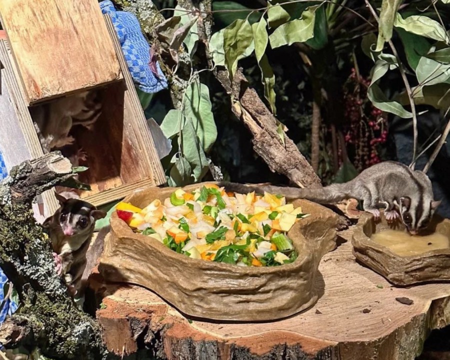 Suikereekhoorns bij voedsel.