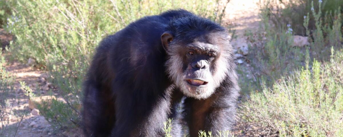 Chimpasee Tino in buitenverblijf.