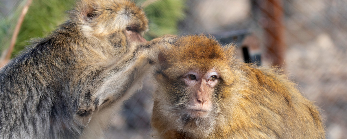 Berberapen AAP Spanje