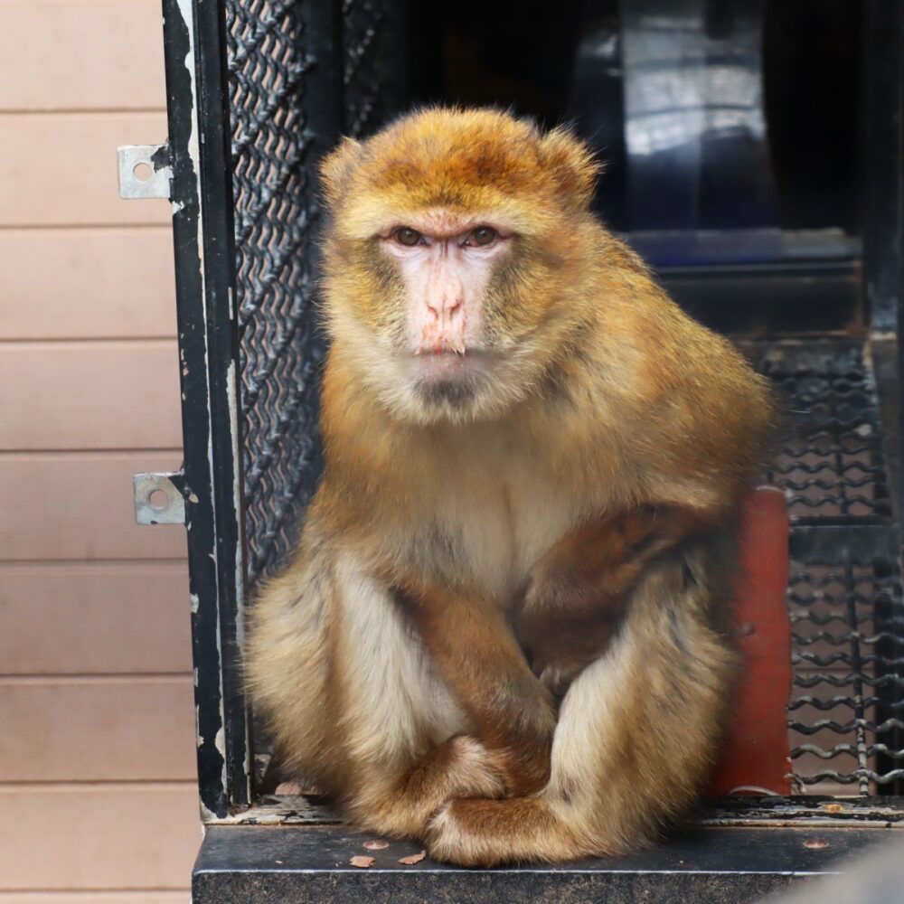 Berberaap Izzy bij AAP.
