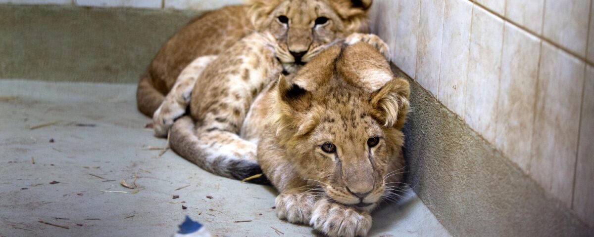 Leeuwen Marley en Elsa