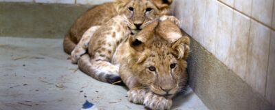 Leeuwen Marley en Elsa