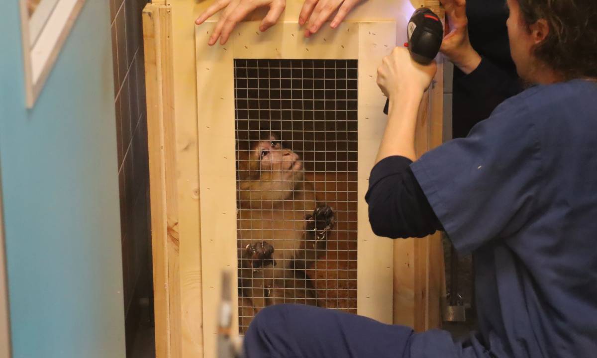 Drie Duitse berberapen naar Spanje