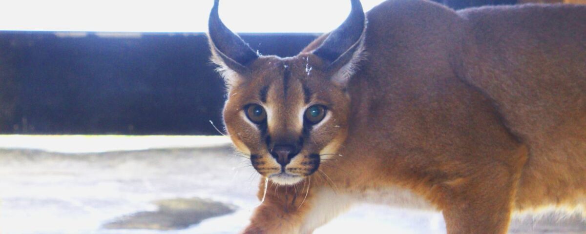 Caracal Jakar