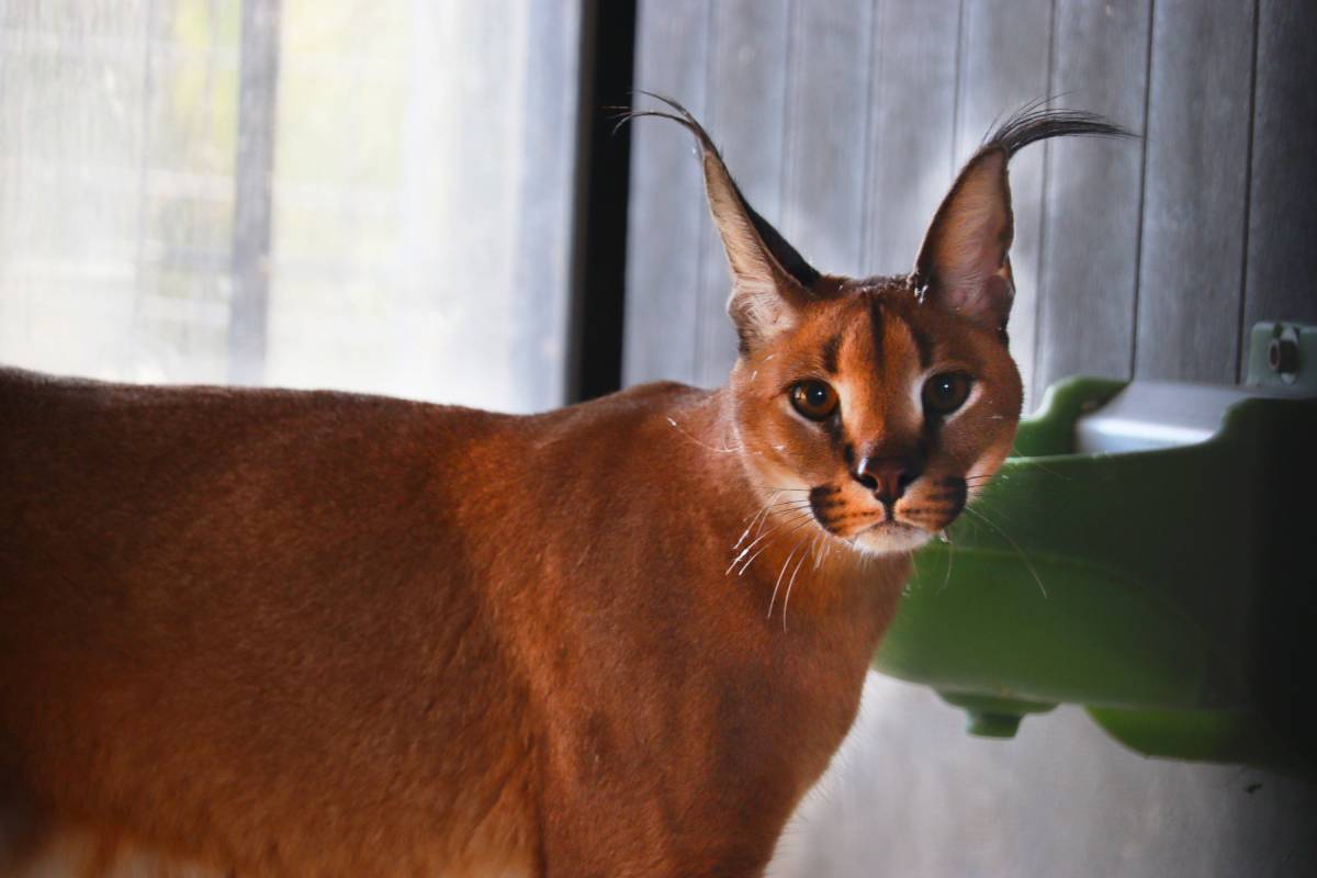 Caracal Jakar