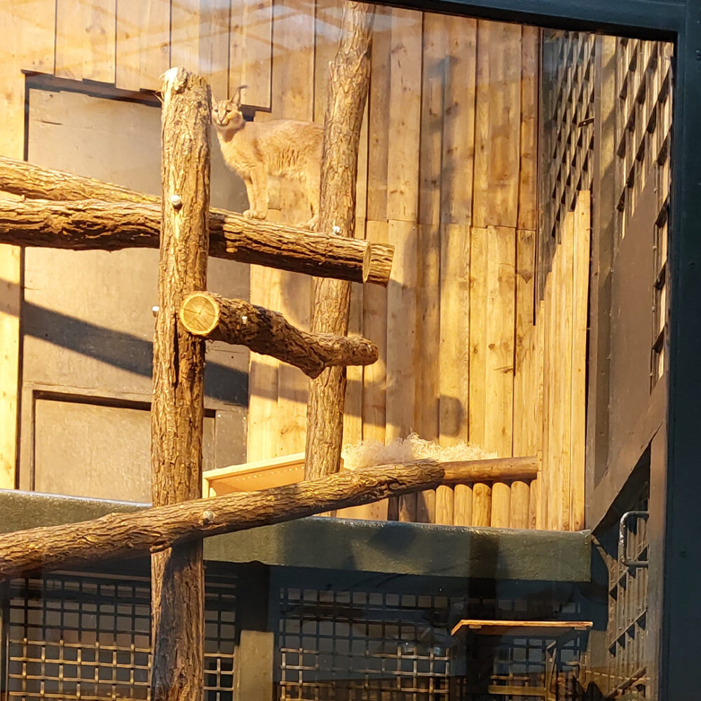Caracal Stitch