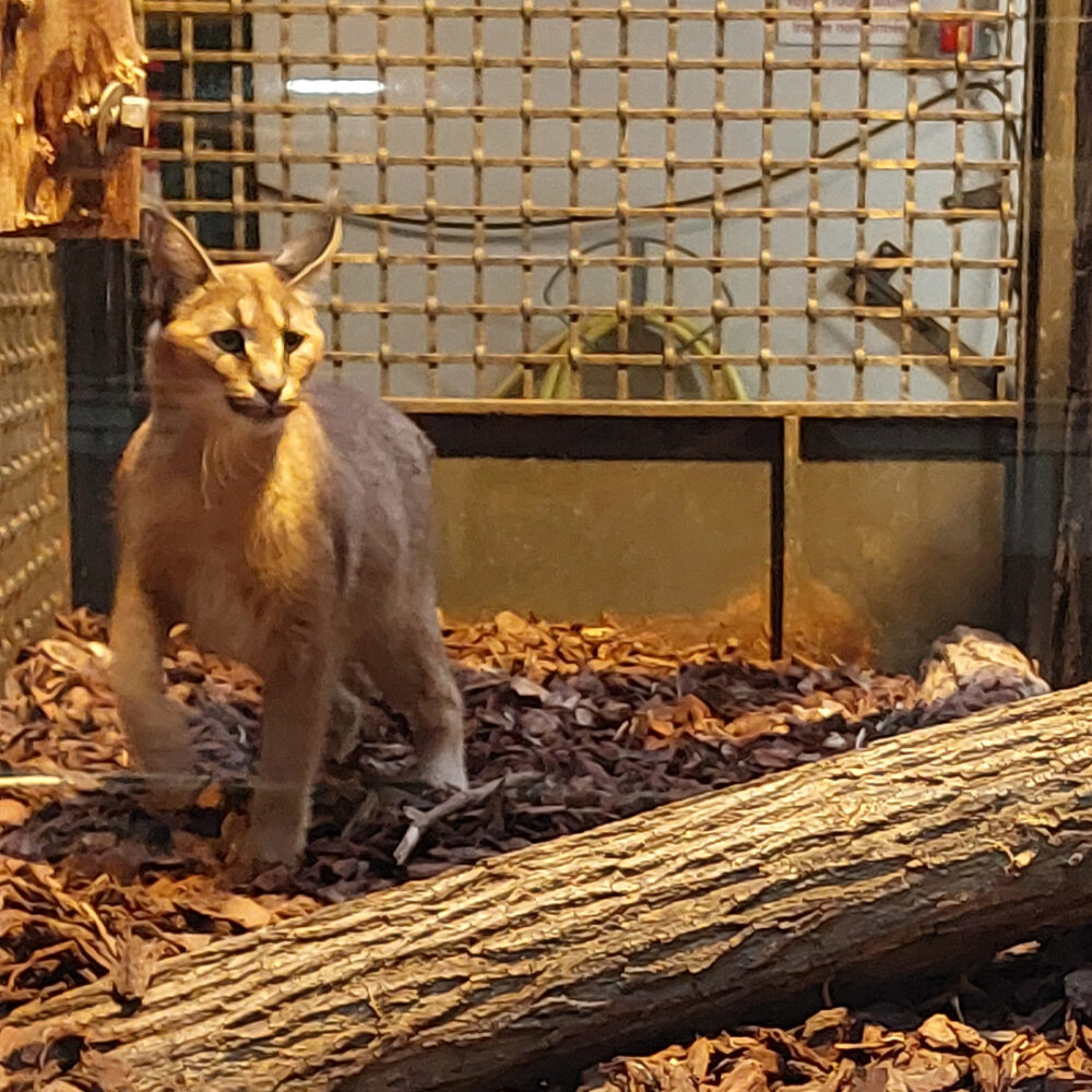 Caracal Lilo