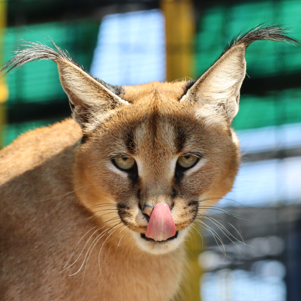 Caracal Lilo likt aan haar neus.
