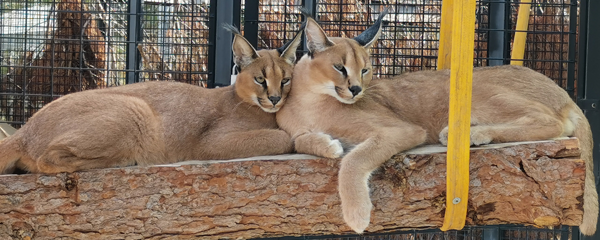 Caracals Lilo en Stitch