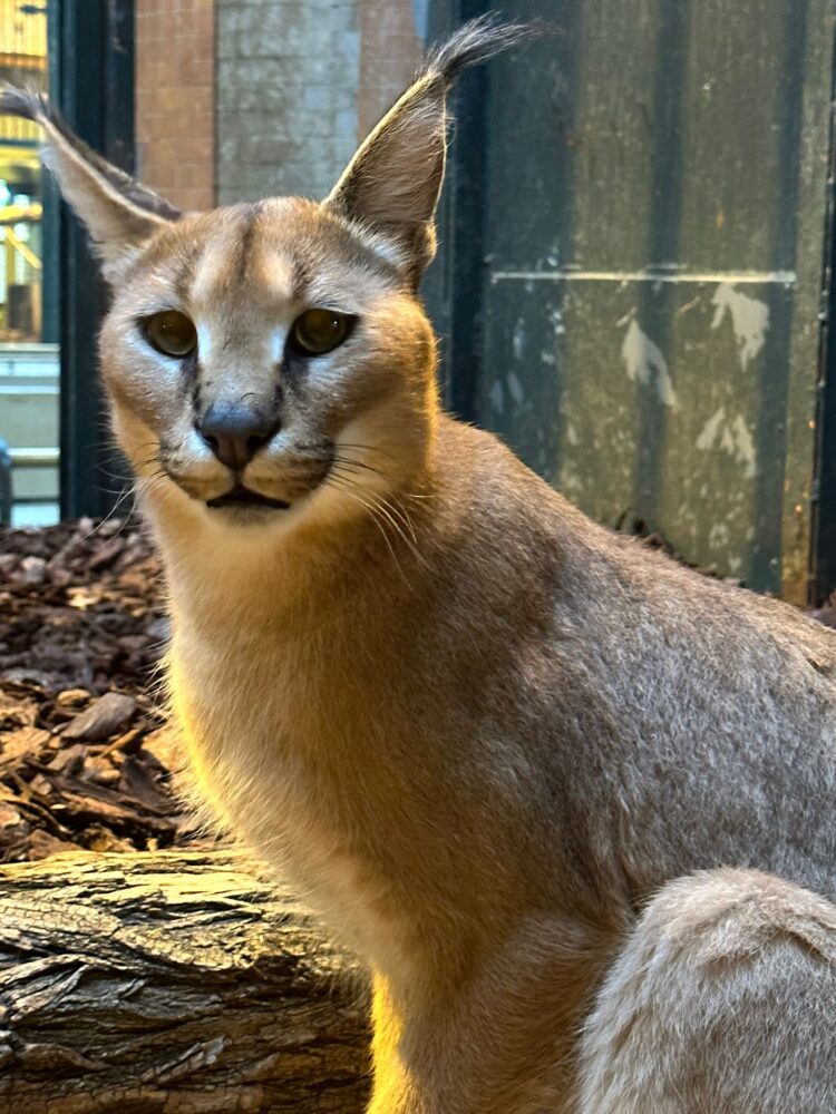 Caracal Stitch