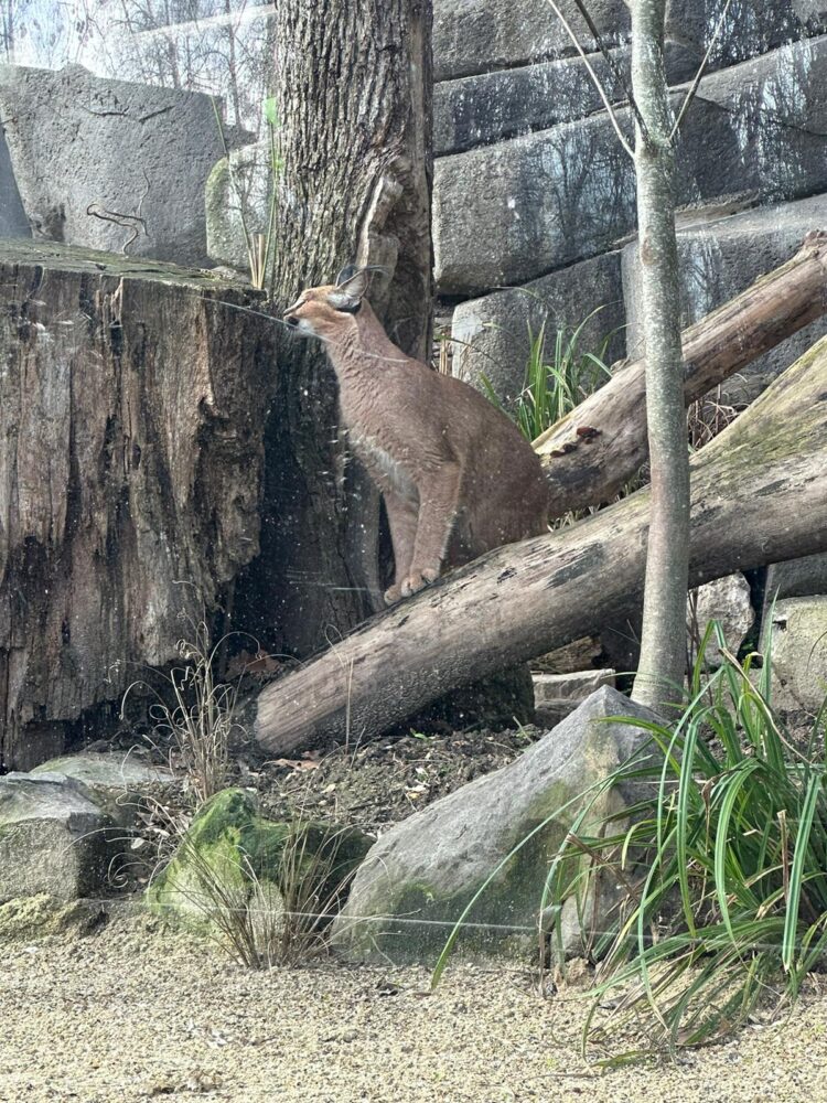 Caracal Lilo