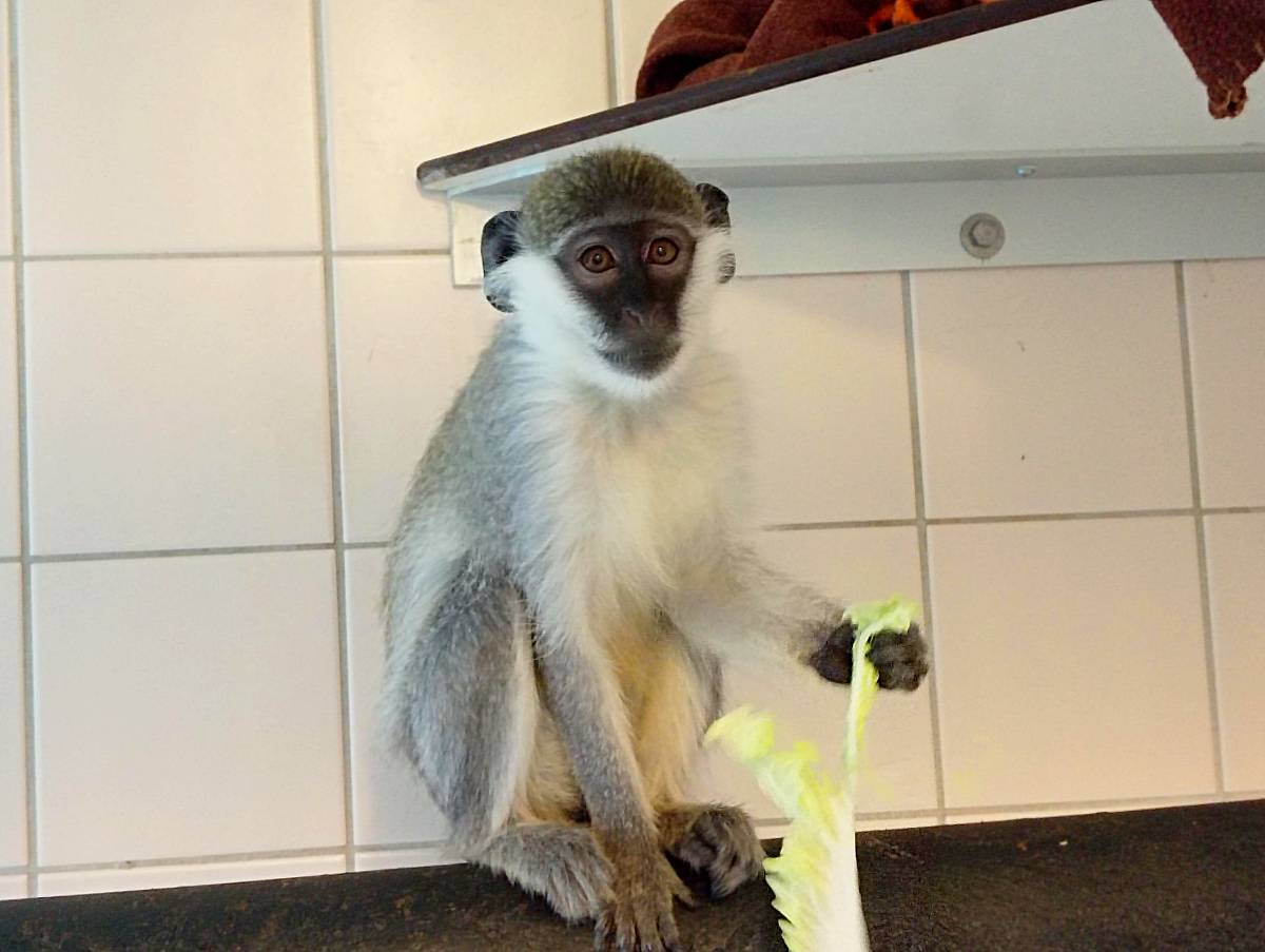 Groene meerkat Sjaakie