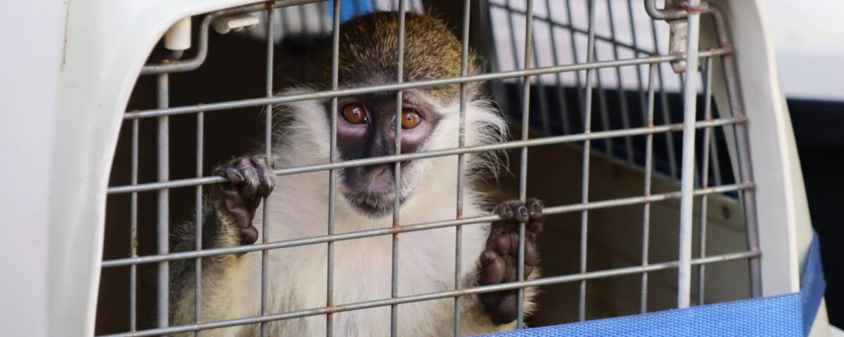 Groene meerkat Sjaakie