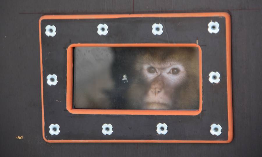 Berberapen verhuizing