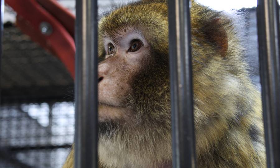 Berberapen verhuizing