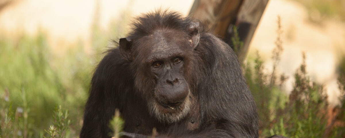 Chimpansee Achille