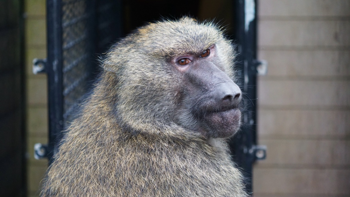 Baviaan Amy