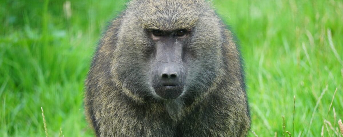 Baviaan Amy