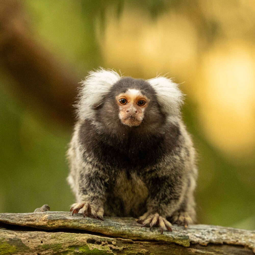 Witoorpenseelaapje Dola