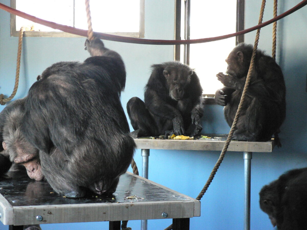 Een groep chimpasees in een binnenverblijf.