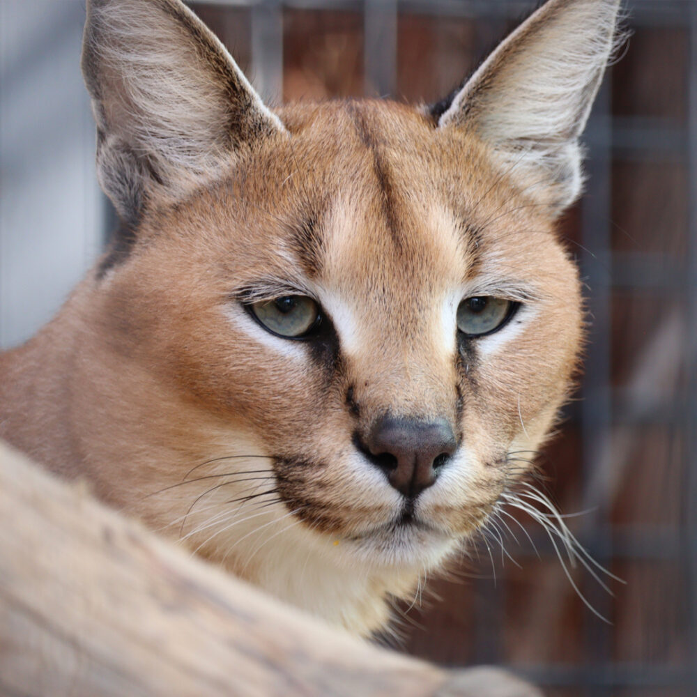 Caracal Stitch