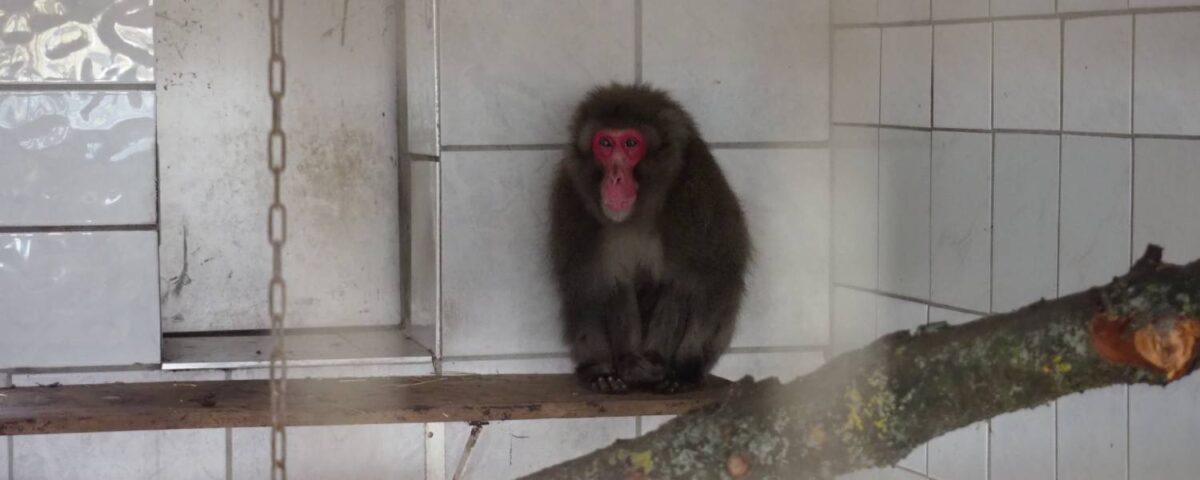 Japanse makaak Kawaii