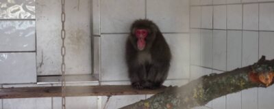 Japanse makaak Kawaii