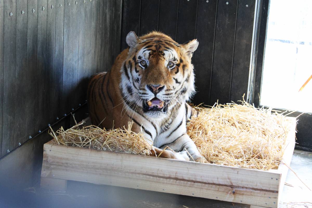 Tijger Tonga