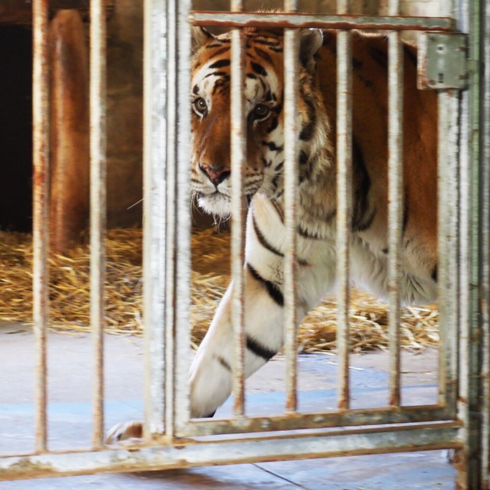 Tijger Tonga in kooi Duitsland